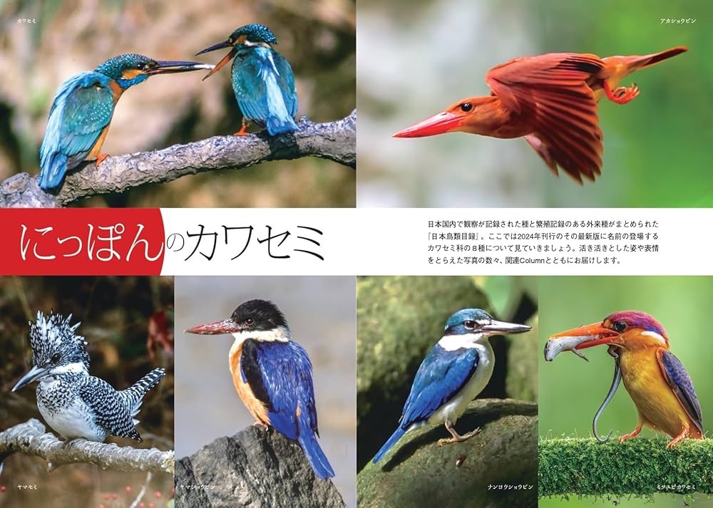 自然と科学　カラー版　カワセミのすむ川 Amazon.co.jp: カワセミのすむ川 (カラー版自然と科学 37